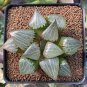 20 Seeds Haworthia bayeri Hybrid Mixed