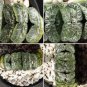 20 Seeds Haworthia bayeri Hybrid Mixed