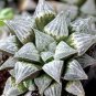 20 Seeds Haworthia emelyae var