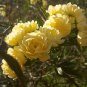 100 Seeds Heirloom 'Lady Banks' Yellow Climbing Rose Flower