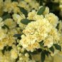 100 Seeds Heirloom 'Lady Banks' Yellow Climbing Rose Flower