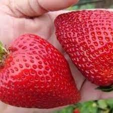 600 Seeds Heirloom Super Giant Japan Red Strawberry Organic