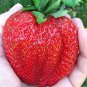 600 Seeds Heirloom Super Giant Japan Red Strawberry Organic