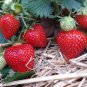 600 Seeds Heirloom Super Giant Japan Red Strawberry Organic