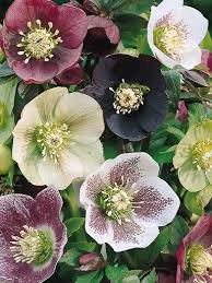 100 Seeds Helleborus Mixed 8 Types