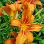 100 Seeds Hemerocallis Bonsai Mixed Flowers