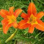 100 Seeds Hemerocallis Bonsai Mixed Flowers