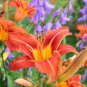 100 Seeds Hemerocallis Bonsai Mixed Flowers