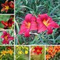 100 Seeds Hemerocallis Seeds Mixed 6 Colors