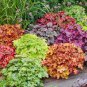 200 Seeds Heuchera 'Coral Bell'