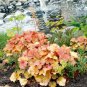200 Seeds Heuchera 'Coral Bell'