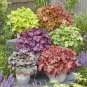 200 Seeds Heuchera 'Coral Bell'