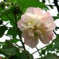 20 Seeds Hibiscus mutabilis Light Pink Double Flowers