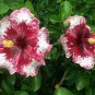 200 Seeds Hibiscus ROSA-SINENSIS Flower Dark Flowers with White Damask Edge