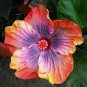 100 Seeds Hibiscus Rosa-sinensis Perennial Flower Plant Bonsai Big Blooms