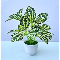 50 Seeds High Temperature Resistant Plants Pilea Notata Bonsai Tree Potted  Courtyard