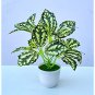 50 Seeds High Temperature Resistant Plants Pilea Notata Bonsai Tree Potted Courtyard