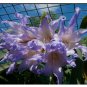 100 Seeds Hippeastrum Bulbs Seeed Amaryllis Barbados Lily