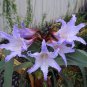 100 Seeds Hippeastrum Bulbs Seeed Amaryllis Barbados Lily