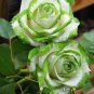 50 Seeds Candy Stripe Rose Seeds Bonsai Lover Gift Green White