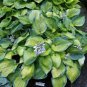 200 Seeds Hosta Bright Fresh Green Color