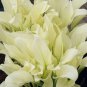 150 Seeds Hosta Flower Seeds Perennials white