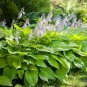200 Seeds Hosta Fragrant Plantain Lily Bonsai Perennial Flower