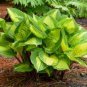 200 Seeds Hosta Fragrant Plantain Lily Bonsai Perennial Flower