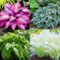 500 Seeds Hosta Mixed 12 Colors