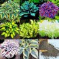 500 Seeds Hosta Mixed 12 Colors