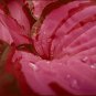 200 Seeds Hosta Seed Perennials - Rose Red Leaves with White Edge