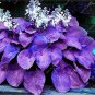 200 Seeds Hosta Seeds - Blue Color