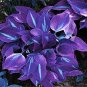 200 Seeds  Hosta Seeds Purple Round Leaves