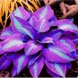 200 Seeds  Hosta Seeds Purple Round Leaves