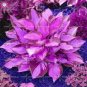 200 Seeds  Hosta Seeds Purple Round Leaves