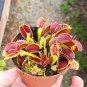 100 Seeds Insect-Catching Plant Enchantress Carnivorous Bonsai