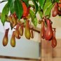 100 Seeds Insect-Catching Plant Enchantress Carnivorous Bonsai