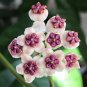 100 Seeds Hoya Carnosa White and Dark Red Bi-color