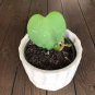 100 Seeds Hoya Kerrii Bonsai (Hoya Kerrii) Family Bonsai Gardening Supplies Variety of Flower Bonsai