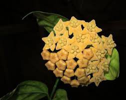 200 Seeds Hoya Light Yellow with Light Pink Centre