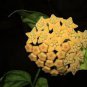 200 Seeds Hoya Light Yellow with Light Pink Centre