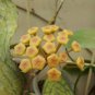 200 Seeds Hoya Light Yellow with Light Pink Centre