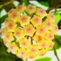 200 Seeds Hoya Light Yellow with Light Pink Centre