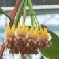 100 Seeds Hoya Praetorii, Golden