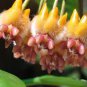 100 Seeds Hoya Praetorii, Golden