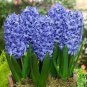 2 Seeds Hyacinth Bulb