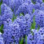 2 Seeds Hyacinth Bulb