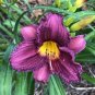150 Seeds Hybrid Daylily Flower Dark Purple Double Flowers