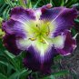 120 Seeds Hybrid Daylily Flowers Blackish Purple Double Flowers with White Edge