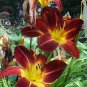 50 Seeds Hybrid Mix Yellow Daylily Flowers Plants